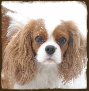 Zetta Head Shot