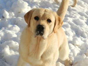 Humphrey