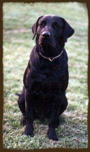 otis