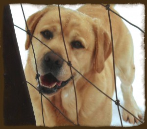 Salty Dog Head Shot